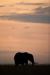 Naklejka na ściany i meble Silhouette of African elephant during sunset, Masai Mara, Kenya