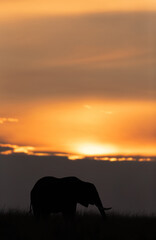 Naklejka na ściany i meble Silhouette of African elephant during sunset, Masai Mara, Kenya