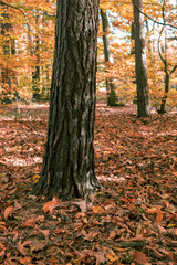 Obraz premium Autumn in the forest, thick tree trunk and leaves on the ground.