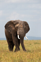 Fototapeta na wymiar Majestic African elephant feeding in Savannah, Masai Mara
