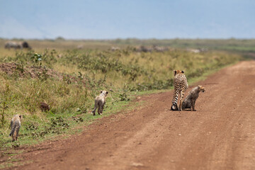 Cheetah with cubs moving on mud track at Masai Mara, Kenya