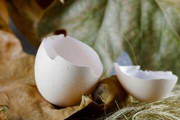 Empty eggshells, cracked in half