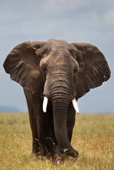 Obraz na płótnie Canvas A portrait of a majestic African elephant in Savannah grassland, Masai Mara, Kenya