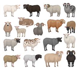 Obraz premium Sheep and rams of different breeds collection. Farm animals with woolly coat and curved horns. Livestock farming cartoon vector illustration