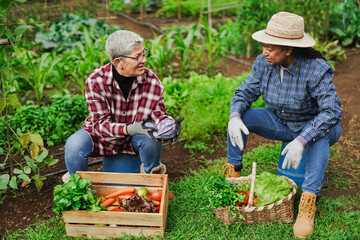 Multiracial senior women having fun gardening together - Ecological vegetable and harvest concept