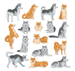 Shiba inu and husky dog set. Purebred pet animals in different poses cartoon vector illustration