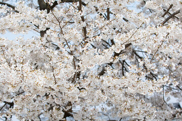 a cherry blossom outing in Korea