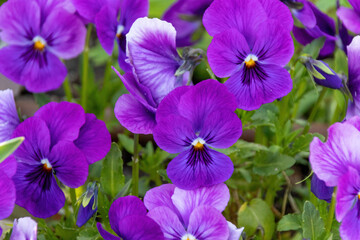 purple flowers in the garden