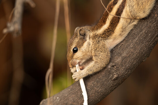 A  Squirrel eating a straw Keoladeo Ghana National Park, Bharatpur, India