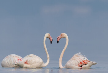  Greater Flamingos in cloudy weather in the morning at Asker coast of Bahrain