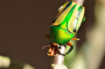 afrikanischer Rosenkäfer Männchen