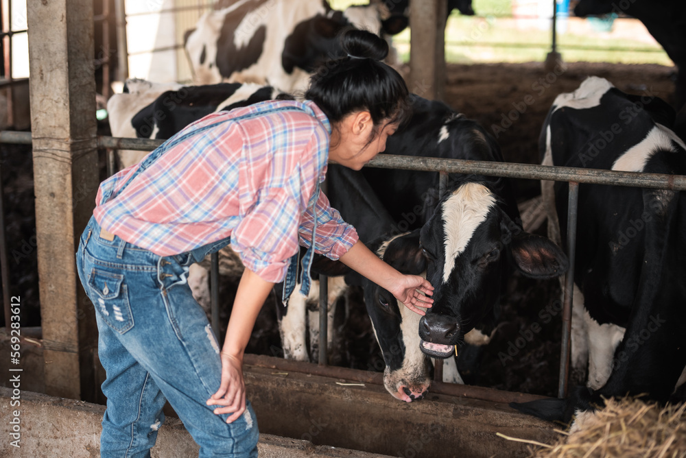 Wall mural asian young woman farmer in dairy farm working in cowshed, new generation agricultural farmer workin