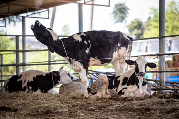 Black and white cows in cowshed, Dairy farm small busuness in countryside, Livestock and farm industry..