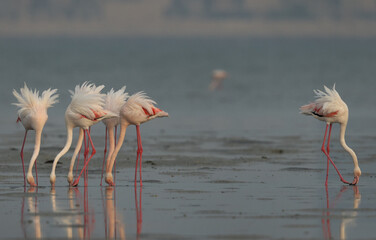 Greater Flamingos feeding at Eker creek in the morning, Bahrain