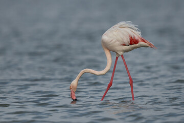 Greater Flamingo feeding at Eker creek in the morning, Bahrain
