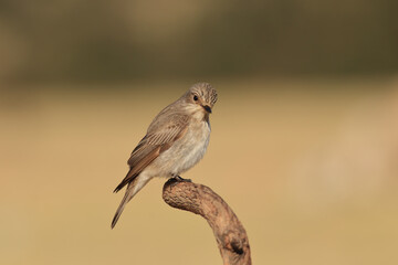 standing on a branch Muscicapa striata 