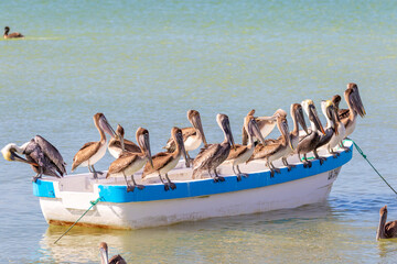 boat on the beach full of pelicans