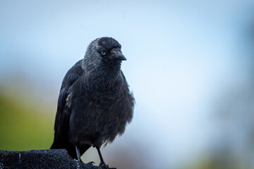 Bird against sky