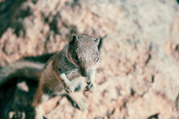 Canary squirrel (Atlantoxerus getulus) sitting on a rock, Fuerteventura, Canary Islands, Spain