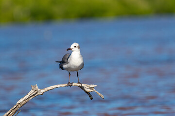seagull on the beach