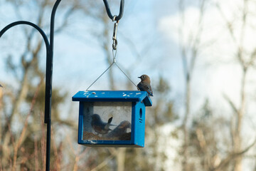 This cute little bluebird is sitting on the top of this bluebird feeder patiently waiting his turn...