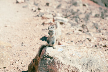 Canary squirrel (Atlantoxerus getulus) sitting on a rock, Fuerteventura, Canary Islands, Spain