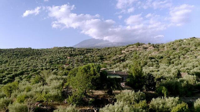 drone of olive  fields with etna volcano in background in sicily