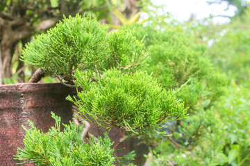 Juniperus chinensis, dwarf plant on garden 