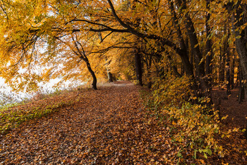 In the middle of the park in the fall season, yellow leaves. A good place to walk.