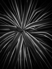 Abstract tilted lines and shapes of agave desert plant leaves with selective soft focus for backgrounds