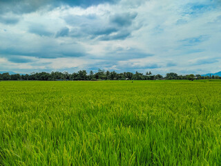 Panoramic view of green rice fields and beautiful blue sky in Indonesia.