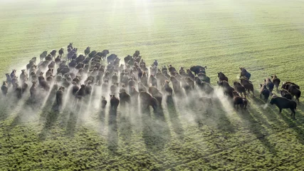 Fototapeten Wild herd of european bisons in the spring field aerial view © YaD