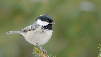 Coal tit bird close-up Periparus ater