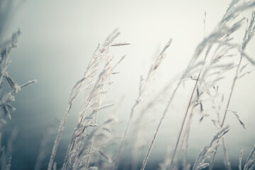Frost-covered plants in winter forest at sunrise. Macro image