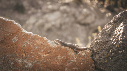 small lizard in the desert climate and pink rocks