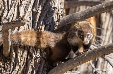 Cute White Nosed Coatimundi in the Chiricahua Mountains Arizona