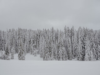 winter forest in the snow - 569290856