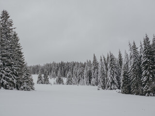 winter forest in the snow - 569290860