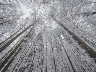 winter forest in the snow - 569290871