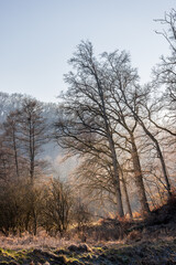 Obraz na płótnie Canvas winterliches Stimmung im Wald, Lichtstrahlen und Raureif