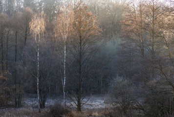 Zwei Birken im Wald im Winter, winterlicher Wald