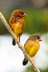 The red avadavat (Amandava amandava), red munia or strawberry finch