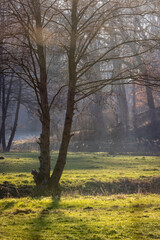 Fototapeta na wymiar Baum auf einer Wiese, Wald im Hintergrund, Nebel