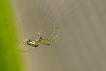 Araña en su telaraña