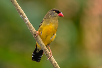 The red avadavat (Amandava amandava), red munia or strawberry finch