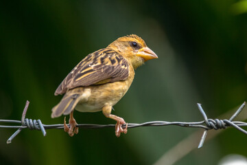 The streaked weaver (Ploceus manyar)