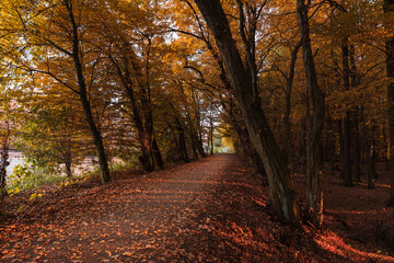 Fototapeta premium In the middle of the park in the fall season, yellow leaves. A good place to walk.