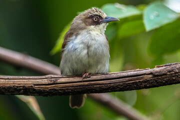The thick-billed heleia (Heleia crassirostris), also known as the Flores white-eye