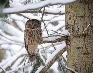 owl on a branch
