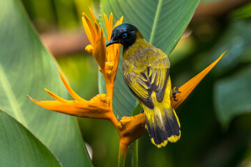 Black-crested Bulbul (Pycnonotus melanicterus)